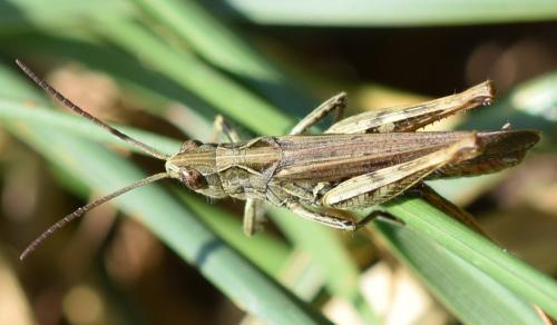 Chorthippus sp.